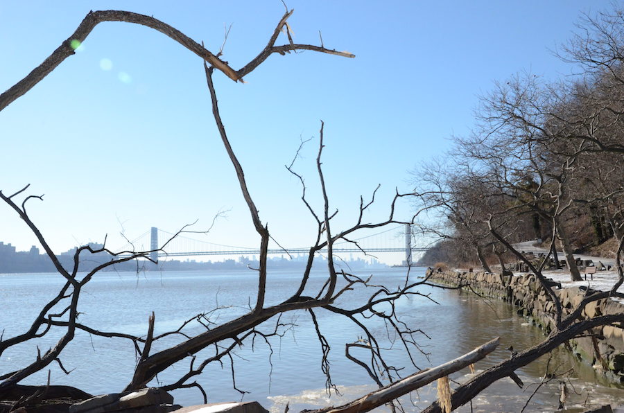 Englewood GWB Trees