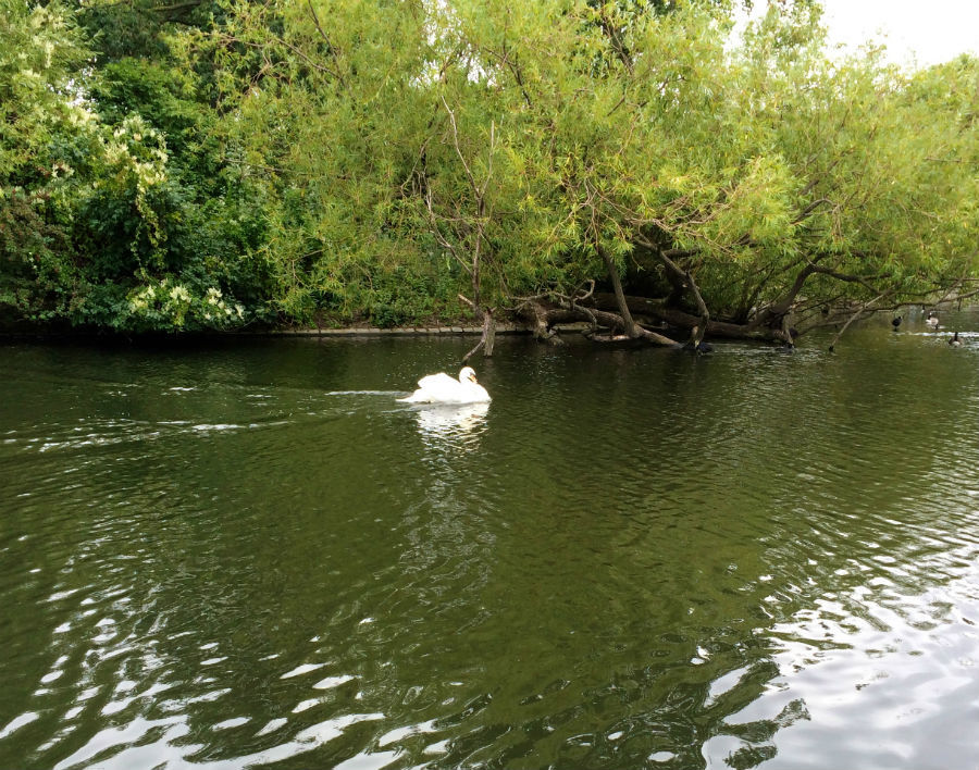 Regents Park Swan 8-'14