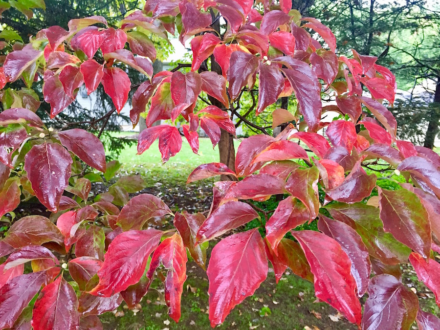 embrace-autumn-fiery-red-leaves